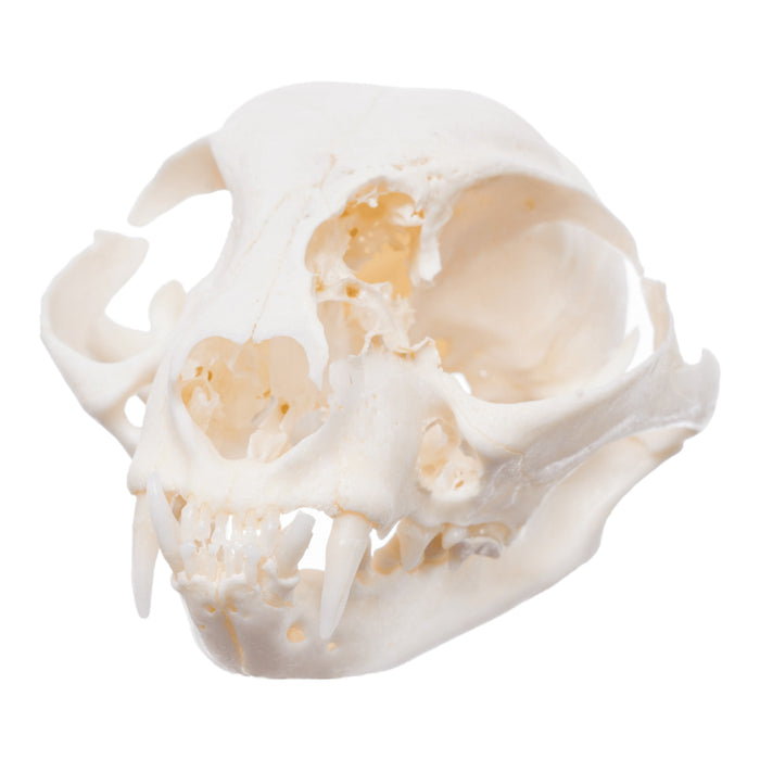 Real Domestic Cat Skull - Pathology