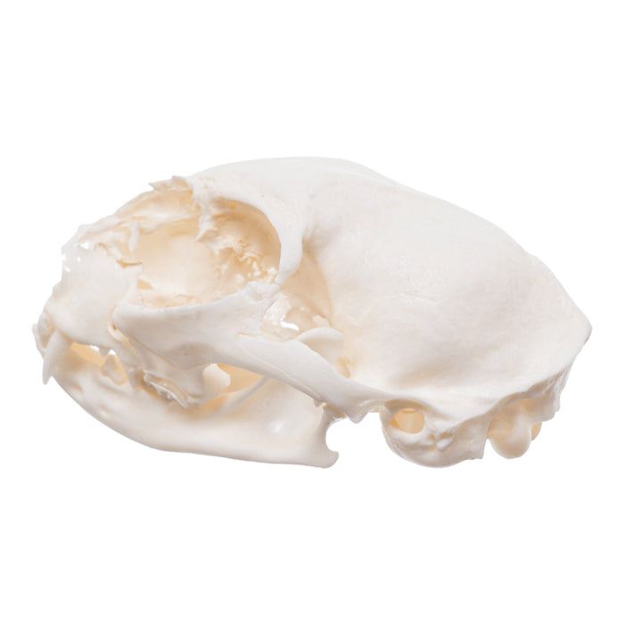 Real Domestic Cat Skull - Pathology