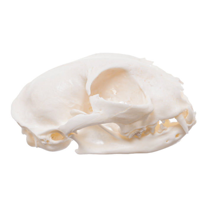 Real Domestic Cat Skull - Pathology