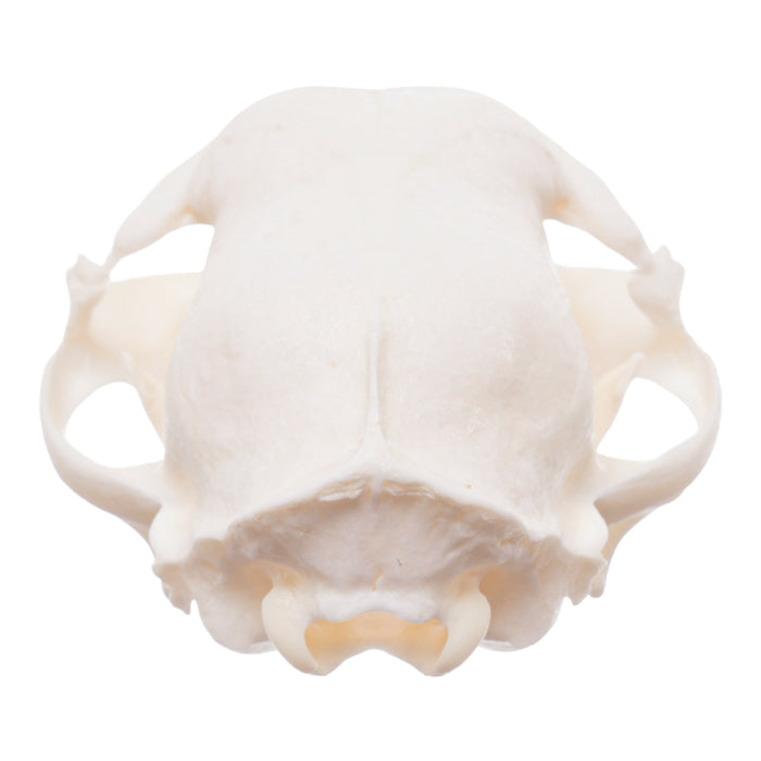 Real Domestic Cat Skull - Pathology