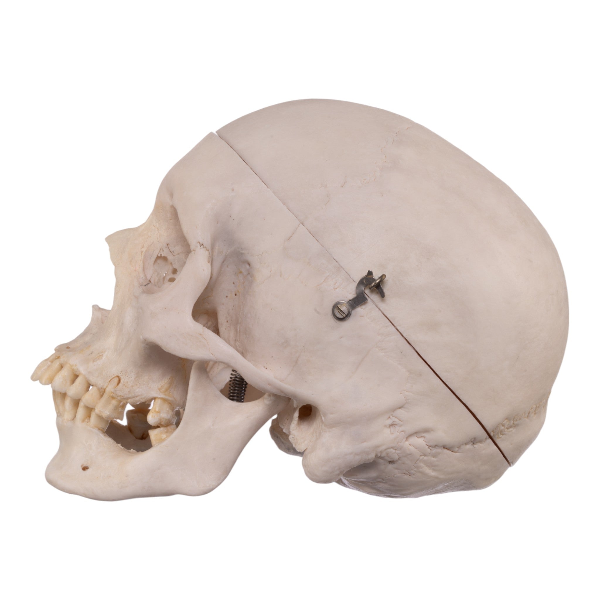 Real Human Rib - Single — Skulls Unlimited International, Inc.