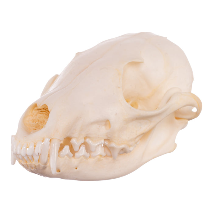 Real Swift Fox Skeleton - Disarticulated