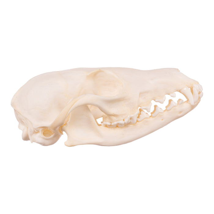 Real Swift Fox Skeleton - Disarticulated