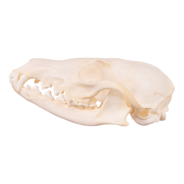 Real Swift Fox Skeleton - Disarticulated