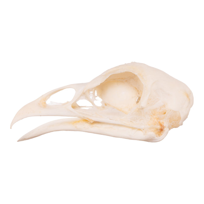 Real Domestic Chicken Skeleton - Disarticulated