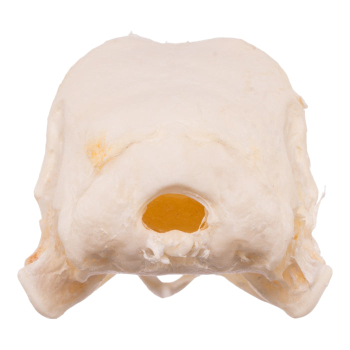 Real Domestic Chicken Skeleton - Disarticulated