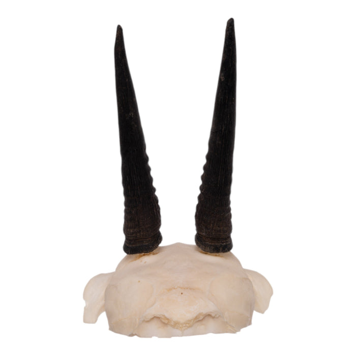 Real Common Duiker Skull Plate — Skulls Unlimited International, Inc.