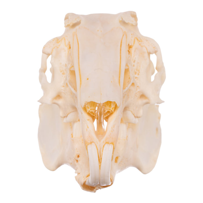 Real Domestic Rabbit Skeleton - Disarticulated