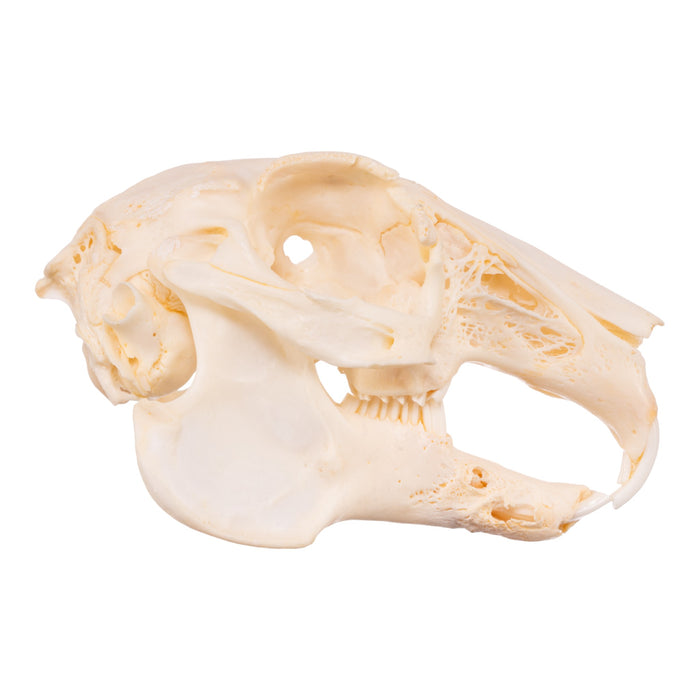 Real Domestic Rabbit Skeleton - Disarticulated