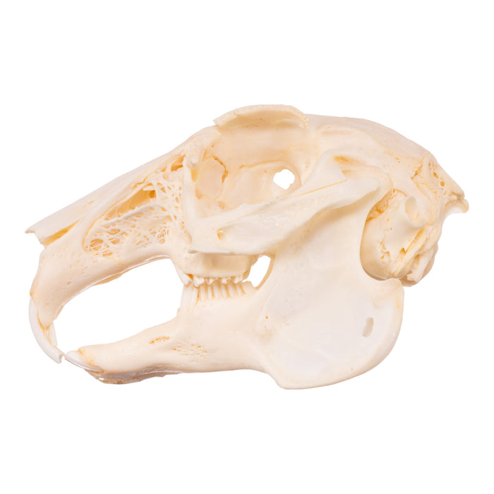 Real Domestic Rabbit Skeleton - Disarticulated