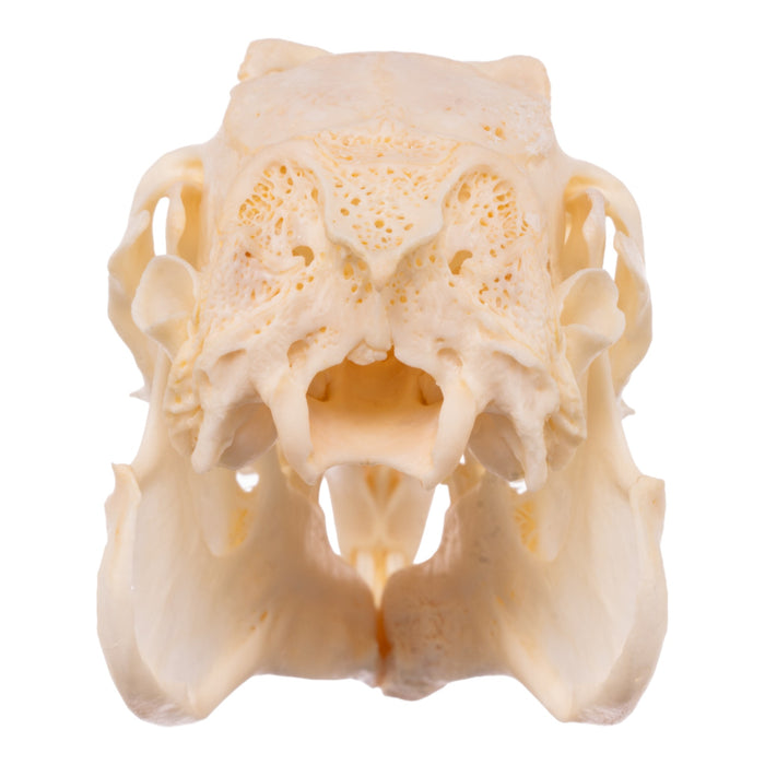 Real Domestic Rabbit Skeleton - Disarticulated