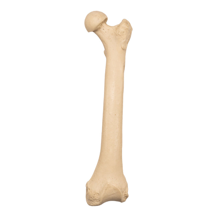 Replica Sumatran Orangutan Femur