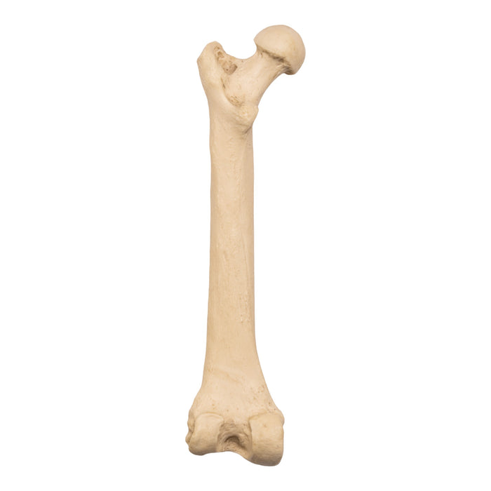 Replica Sumatran Orangutan Femur