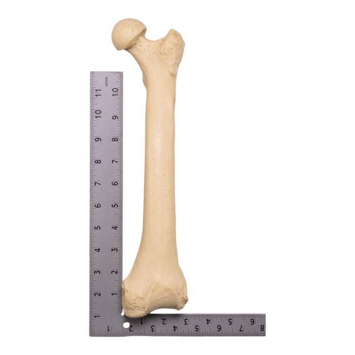 Replica Sumatran Orangutan Femur