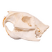 Real Greater Cane Rat Skull