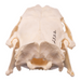 Real Greater Cane Rat Skull