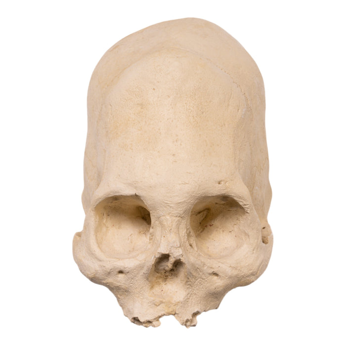 Hydro-Stone Human Elongated Skull