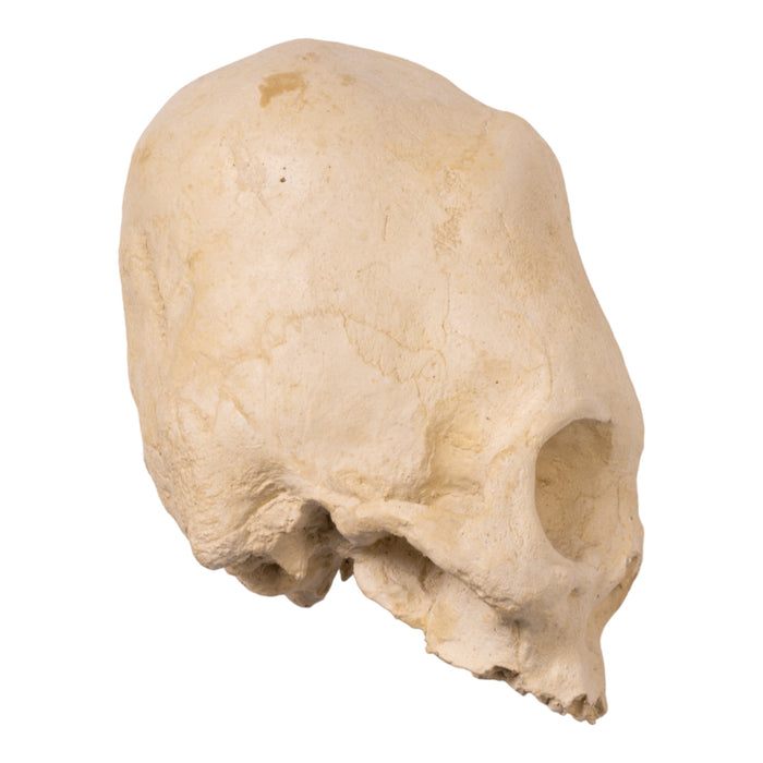 Hydro-Stone Human Elongated Skull