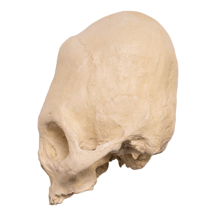 Hydro-Stone Human Elongated Skull