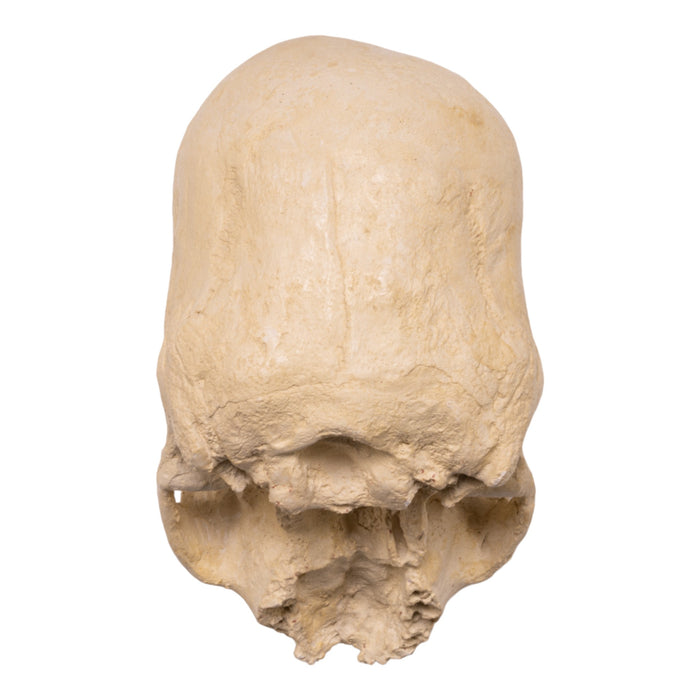 Hydro-Stone Human Elongated Skull