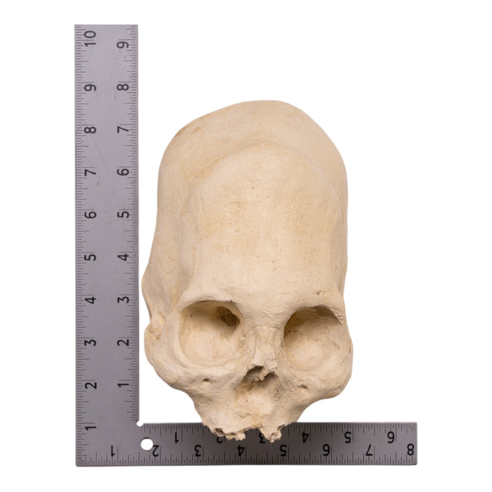 Hydro-Stone Human Elongated Skull