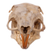 Real Agouti Skull