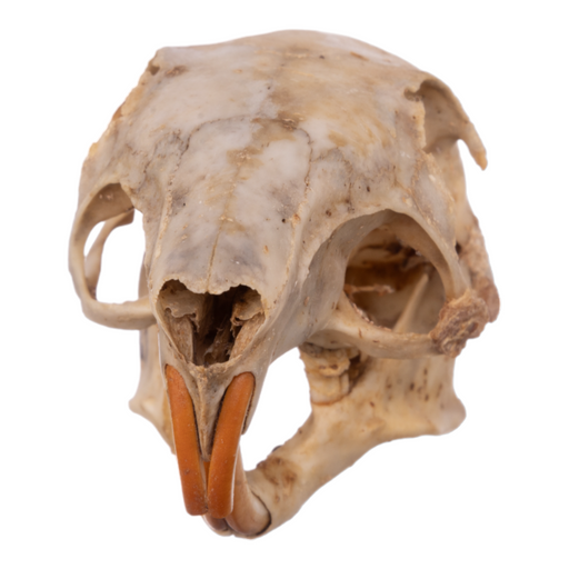 Real Agouti Skull