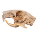 Real Agouti Skull