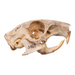 Real Agouti Skull