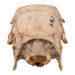 Real Agouti Skull