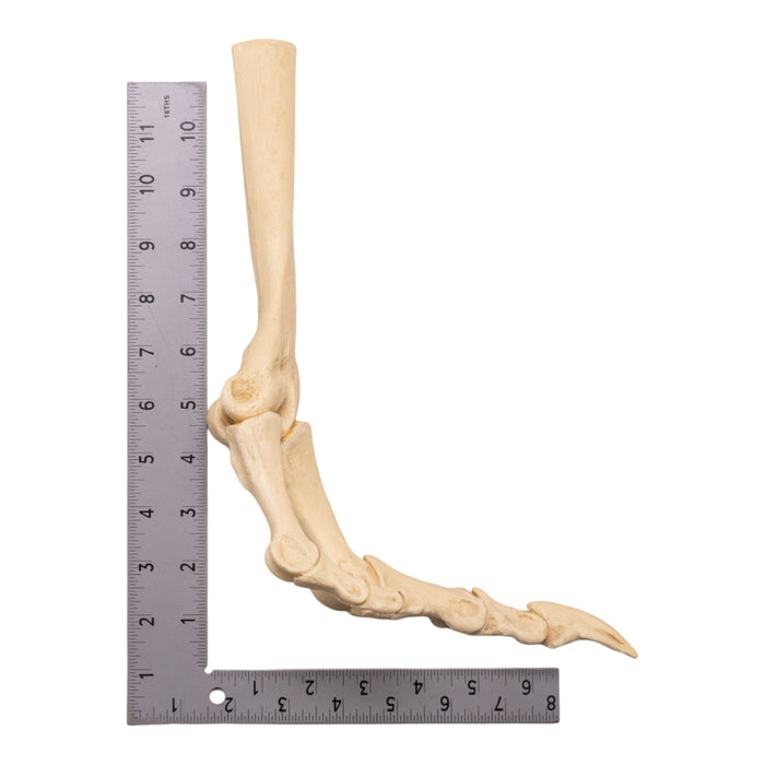 Replica Ostrich Right Foot - Articulated