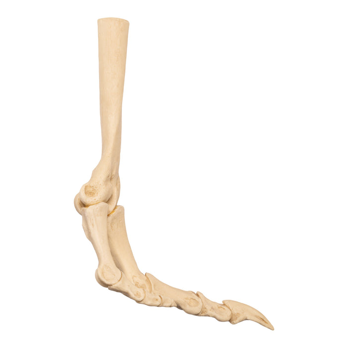 Replica Ostrich Right Foot - Articulated