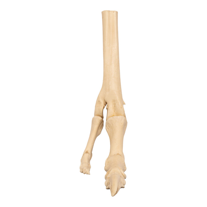 Replica Ostrich Right Foot - Articulated