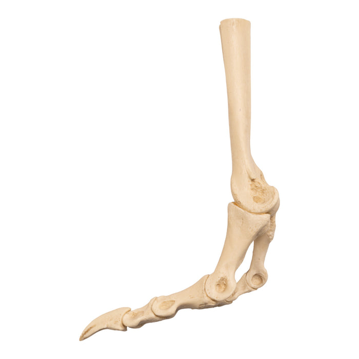 Replica Ostrich Right Foot - Articulated