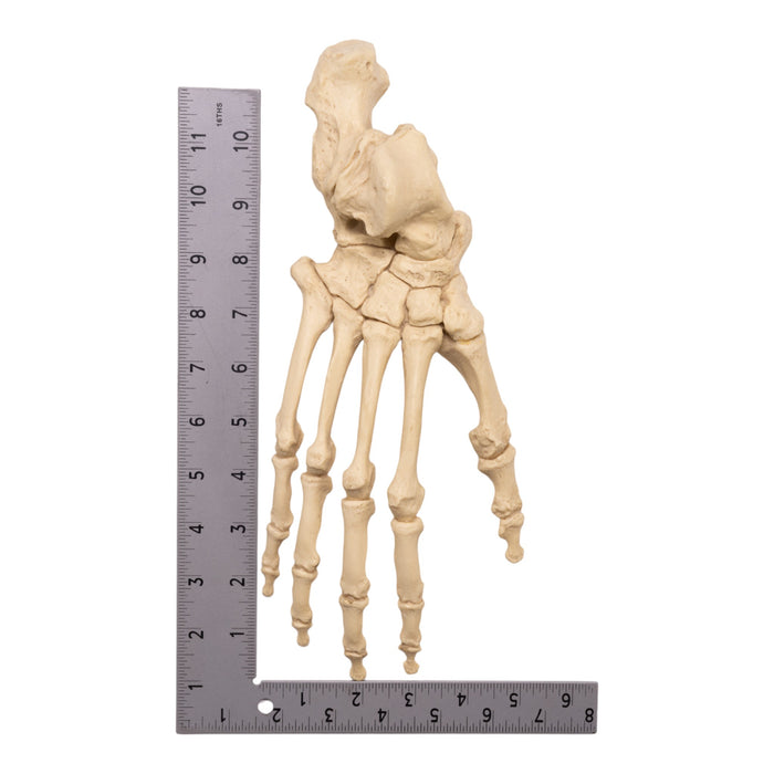 Replica Western Gorilla Right Foot - Articulated