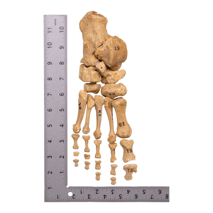 Real Human Right Foot - Disarticulated