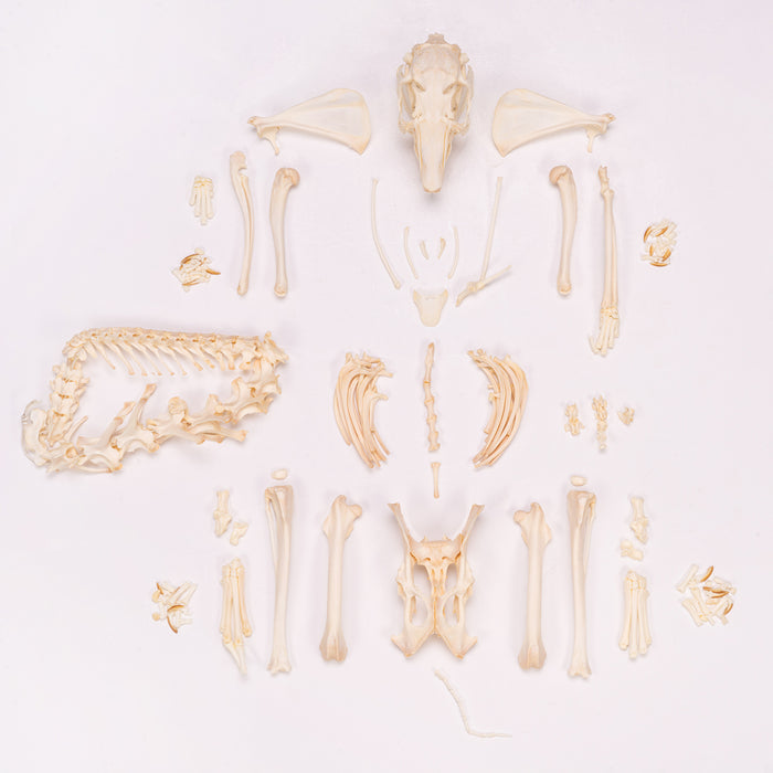 Real Domestic Rabbit Skeleton - Disarticulated