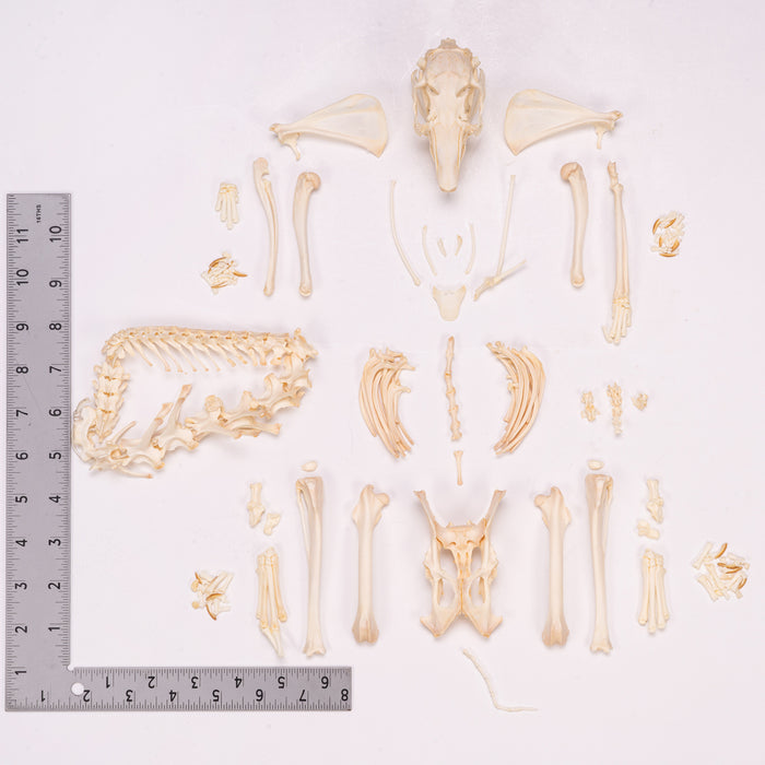 Real Domestic Rabbit Skeleton - Disarticulated