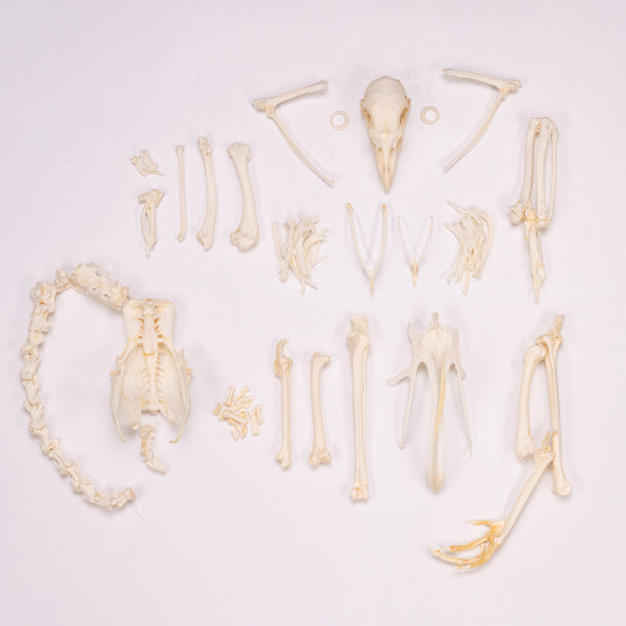 Real Domestic Chicken Skeleton - Disarticulated