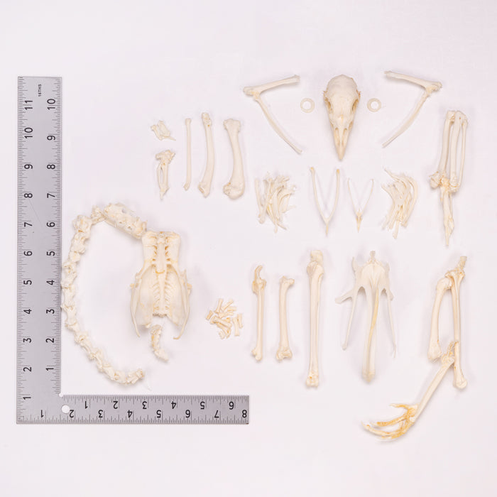 Real Domestic Chicken Skeleton - Disarticulated