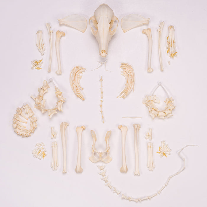 Real Swift Fox Skeleton - Disarticulated