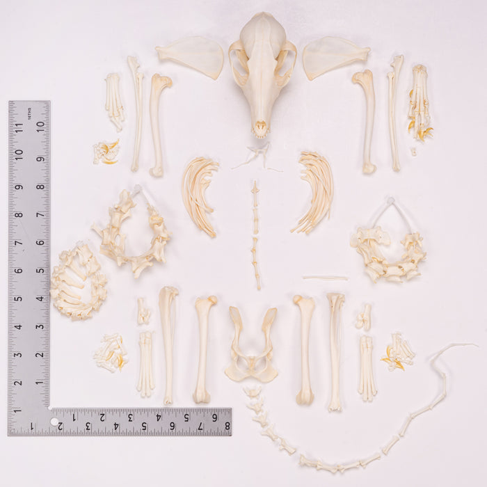 Real Swift Fox Skeleton - Disarticulated