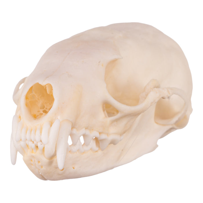 Real Marten Skull - Pathology