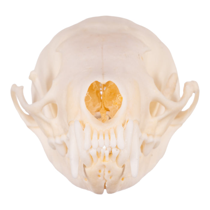 Real Marten Skull - Pathology