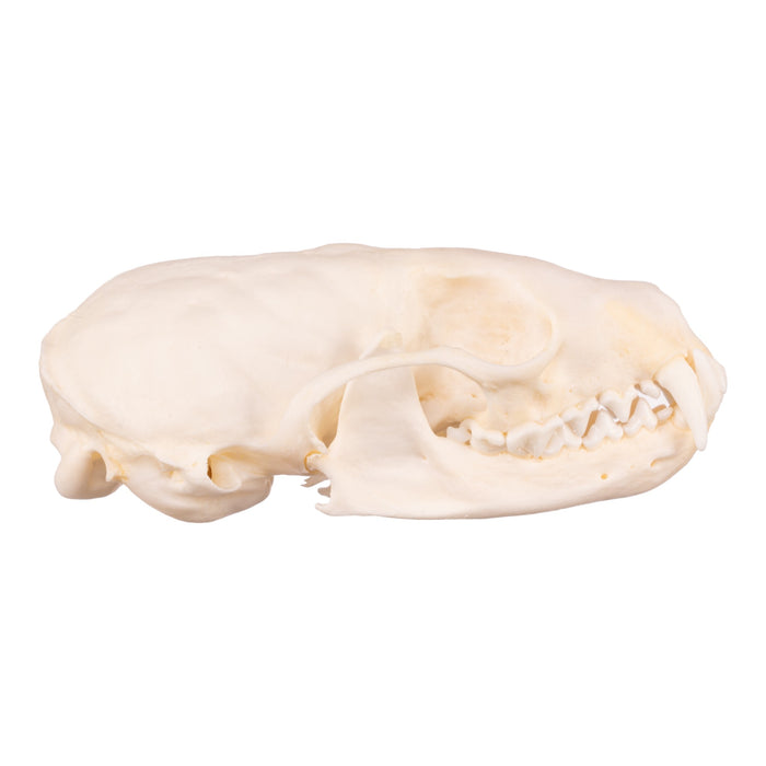 Real Marten Skull - Pathology