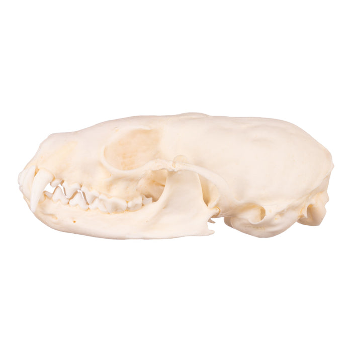 Real Marten Skull - Pathology