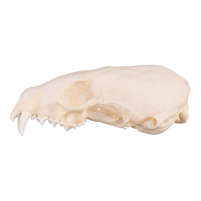 Real Marten Skull - Pathology