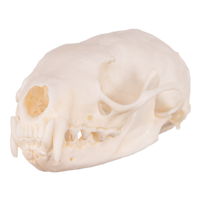 Real Marten Skull - Pathology