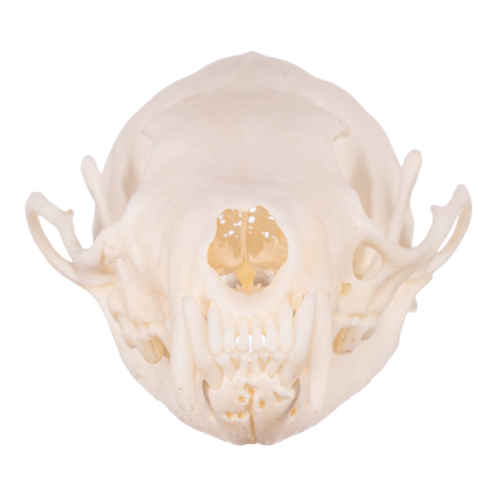 Real Marten Skull - Pathology