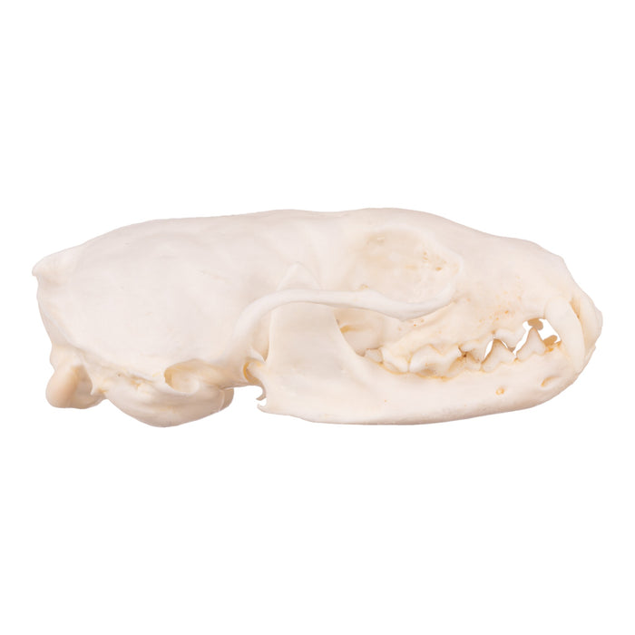 Real Marten Skull - Pathology